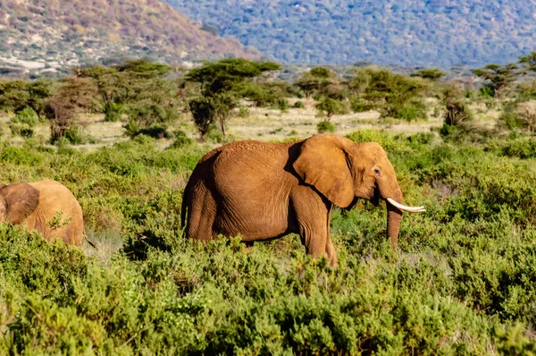 Старый слон в саванне — стоковое фото