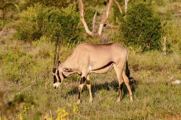 Lonely Oryx wypas w sawanny — Zdjęcie stockowe