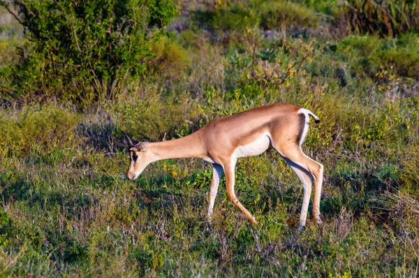 Pâturage solitaire de Springbok — Photo