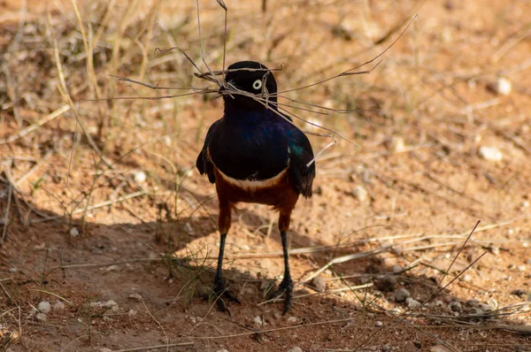 Blauer Vogel mit Zweigen im Schnabel — Stockfoto