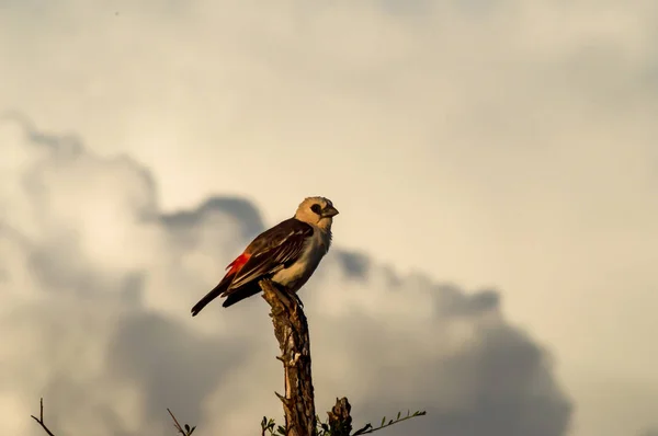 Kleiner vogel auf zweig im samburu park, kenia — Stockfoto