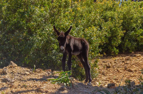 Mountain donkey on green field. Mountain donkey on green meadow, — Stock Photo, Image