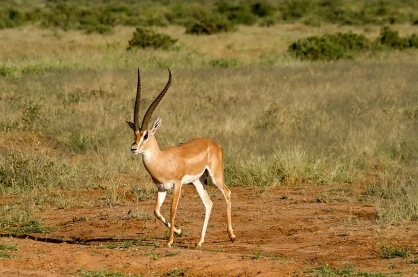 Jovem antílope feminina na savana do Parque Samburu no centro — Fotografia de Stock