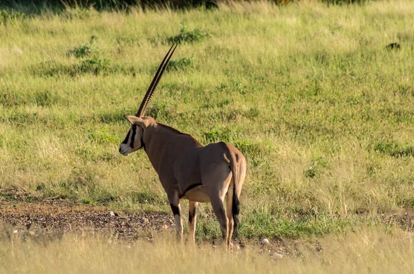 Beisa Oryx at Samburu National Reserve. A lone beisa oryx in the — Stock Photo, Image
