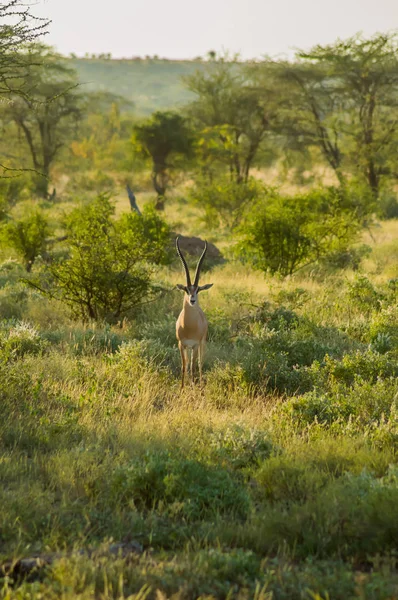 Jovem antílope feminina na savana do Parque Samburu no centro — Fotografia de Stock