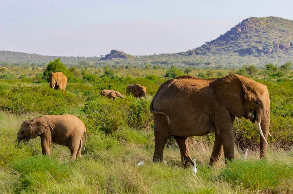 茂みの中の象の家族 — ストック写真