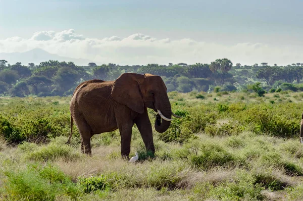 Un viejo elefante en la sabana — Foto de Stock