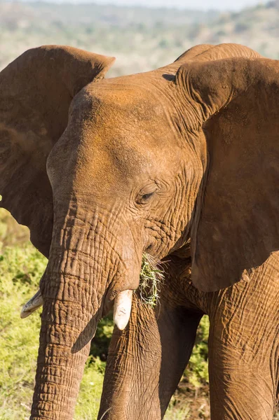 Un viejo elefante en la sabana del Parque Samburu — Foto de Stock