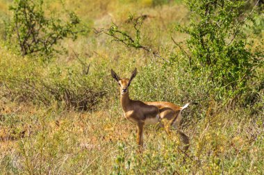 Genç impalas ile Kadın impala, Samburu Oyunu 