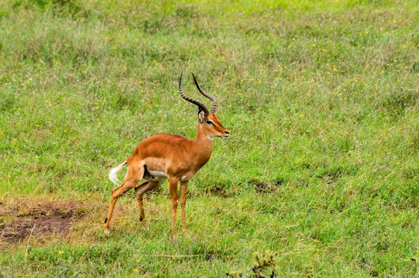 Male Impala in Nairobi — Stock Photo, Image