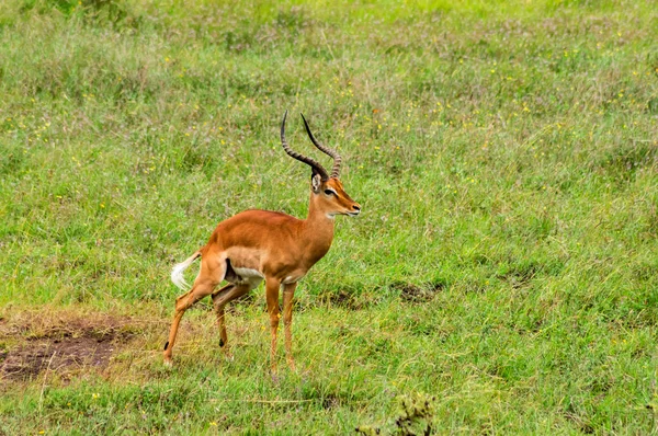 Impala maschile a Nairobi — Foto Stock