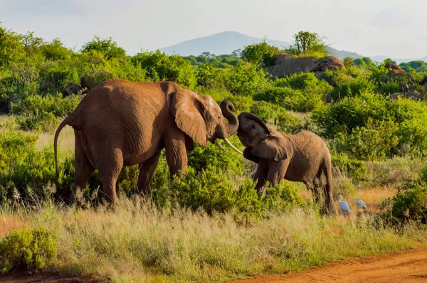 Um elefante e o seu pequeno. Um em um passeio na savana — Fotografia de Stock