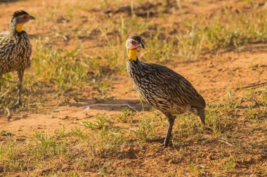 Sarı boyunlu Francolin Pternistis leucoscepus spurfowl 