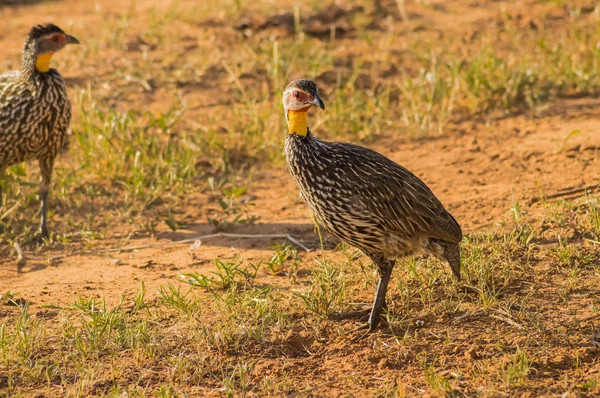 Gulnackad Francolin Pternistis leucoscepus sporrhöna — Stockfoto