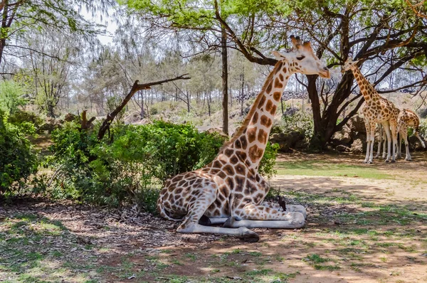 Mombasa yakınlarındaki Haller Park'ta oturan zürafa — Stok fotoğraf