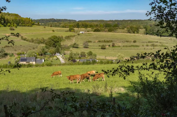 View of a herd of cows on the pasture — Stock Photo, Image