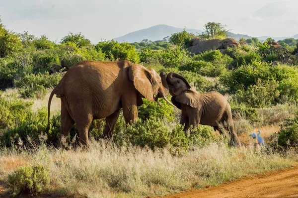 Giochi tra due elefanti nella savana — Foto Stock