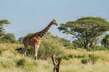 Samburu Park iz geçiş zürafa 