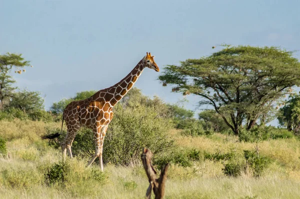 Jirafa cruzando el sendero en el Parque Samburu —  Fotos de Stock