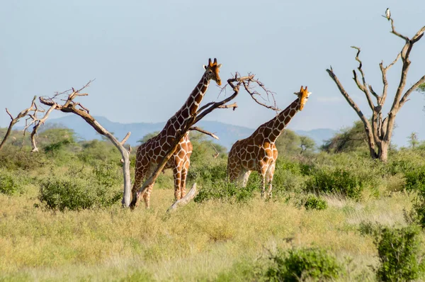 Branchi di giraffe nella savana — Foto Stock