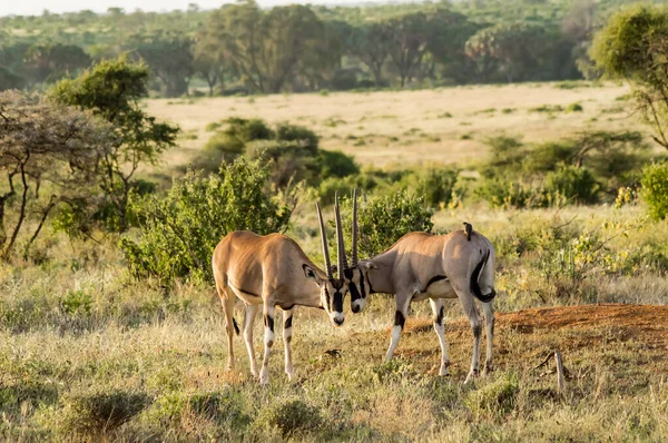 Oryx pár a Samburu Park szavannájában — Stock Fotó