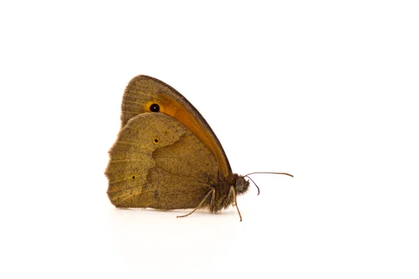 靠近一只白色背景的蝴蝶 — 图库照片