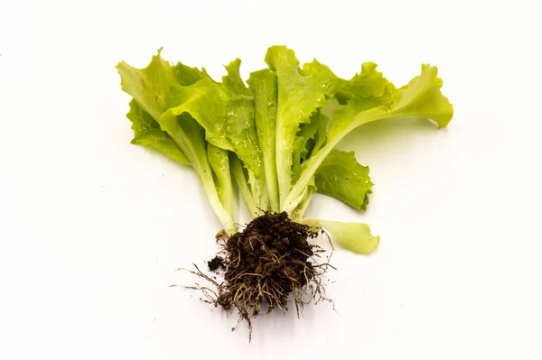 带有根的新鲜生菜芽 白色背景上孤立的生菜 — 图库照片