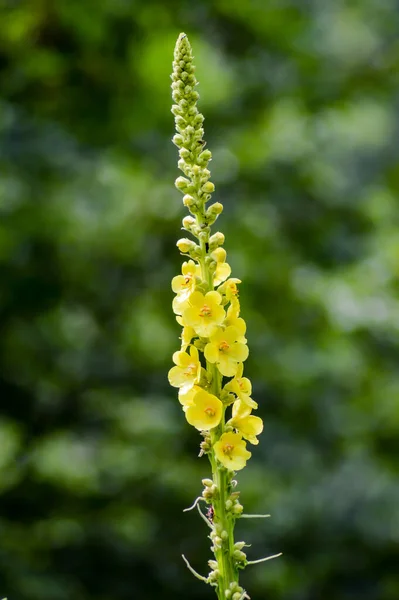 Close Reseda Luteola Conhecido Como Dyer Rocket Dyer Erva Daninha — Fotografia de Stock