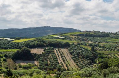 Girit manzarasının panoramik görüntüsü. Bölgenin tipik zeytin ağaçları, zeytin ağaçları, üzüm bağları ve tepelere giden dar yollar.