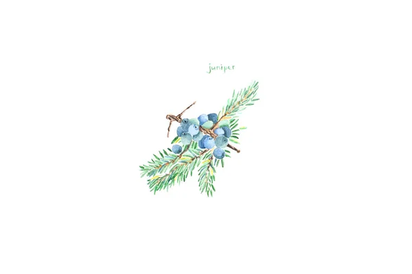 Watercolor painting. Image of juniper on white background. — Stock Photo, Image