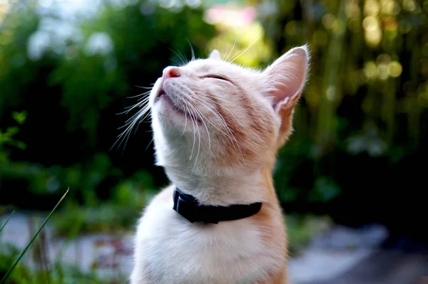 Çok güzel kırmızı kedi doğa sahiptir. Açık portre
