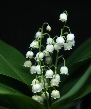Vadinin güzel bahar zambakları siyah bir arka planda.