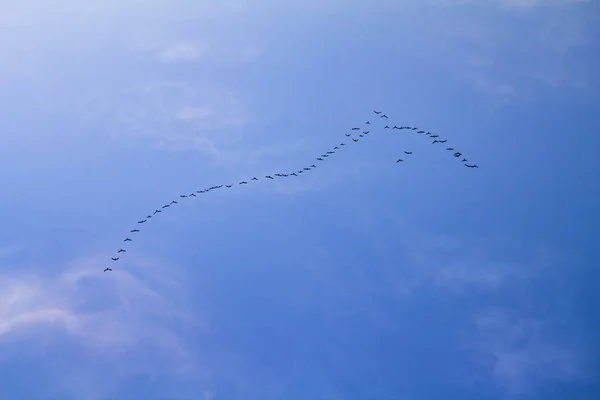 Flock of Migrating Birds in the Blue Sky — Stock Photo, Image