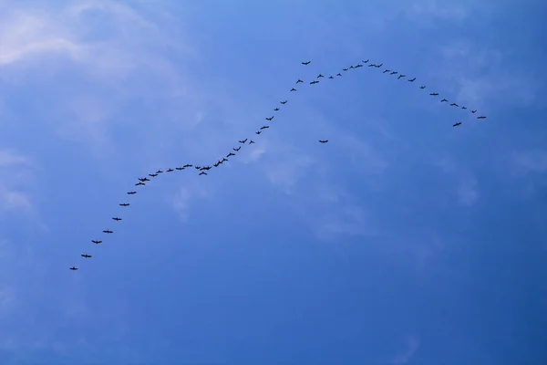 Flock of Migrating Birds in the Blue Sky — Stock Image Flock of Migrating Birds in the Blue Sky Stock Image