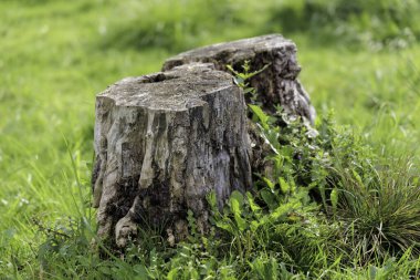 Canlı yeşil otlar ve yabani otlarla çevrili iki eski, desenli ağaç kütüğüne yakın çekim, doğal çürüme ve yeni büyüme.