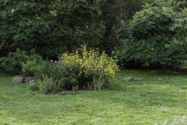  Parlak yeşil çimleri olan huzurlu, güneşli bir bahçe manzarası, çeşitli yemyeşil ağaçlar ve ön planda canlı sarı bir çiçek çalısı..