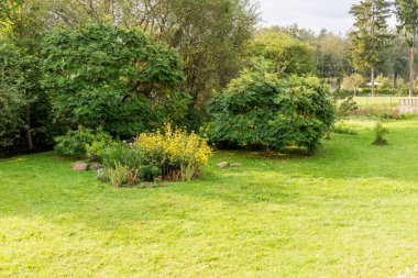  Parlak yeşil çimleri olan huzurlu, güneşli bir bahçe manzarası, çeşitli yemyeşil ağaçlar ve ön planda canlı sarı bir çiçek çalısı..