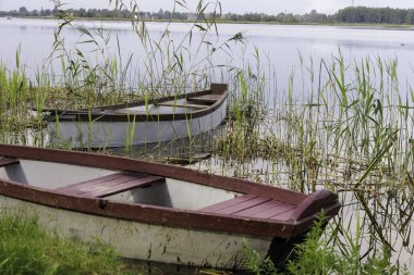  Kıyıya yakın iki eski, küçük teknenin yakın bir görüntüsü, neredeyse uzun, yeşil kamışlarla saklanmış sakin bir gölde..
