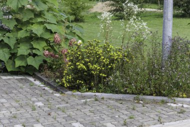 Büyük yeşil yapraklar ve renkli çiçekler de dahil olmak üzere çeşitli bahçe bitkileri asfalt bir yolun yanında yetişir..