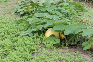  Bahçede yeşil yapraklar ve diğer yapraklarla çevrili canlı sarı bir balkabağı yetişiyor, hasat için hazır..
