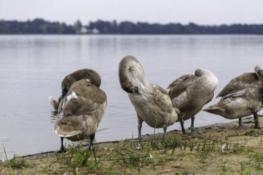 Cygnet olarak bilinen birkaç genç gri kuğu sakin bir gölün kıyısında dururlar tüylerini kabartırlar ve sessiz manzaranın tadını çıkarırlar..