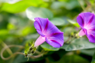 Canlı bir yakın plan, güzel mor sabah çiçekleri yapraklarının üzerinde narin su damlacıkları, yemyeşil yapraklarla çevrili..