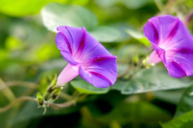Canlı bir yakın plan, güzel mor sabah çiçekleri yapraklarının üzerinde narin su damlacıkları, yemyeşil yapraklarla çevrili..