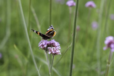 Üzerinde Amiral Kelebeği olan narin pembe çiçeklerin yakın plan çekimi, canlı yeşil yeşilliklerin bulanık arka planına kurulmuş..