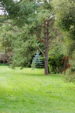 Daha büyük yeşil çam ve yaprak döken ağaçlar tarafından çerçevelenmiş küçük mavi bir çam ağacı çayırda duruyor..