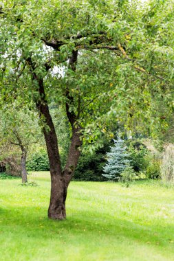  Çarpıcı bir mavi çam ağacı yeşil bir tarlada yuva yapar, bir yaz günü diğer yapraklı ağaçlarla çevrilidir..