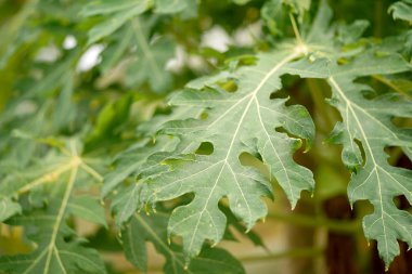 Papaya yaprak