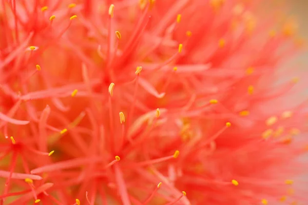 Flor — Fotografia de Stock