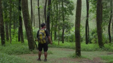 Bir hamakta dinlenerek çam ormanının güzel doğal atmosferinin tadını çıkarıyorum. Doğada tek başına sakin bir hayatın tadını çıkar.