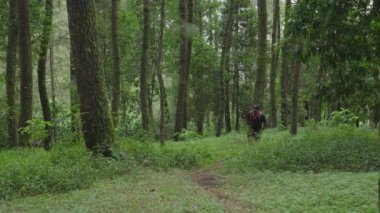 Genç Asyalı adam ormanın ortasında tek başına yürüyor yemyeşil ağaçları, yeşil otları, yüksek tepeleri ve akan nehirleri geçiyor. Solo Hiker çantasıyla vahşi bölgelerde çeşitli arazilerde yürür.